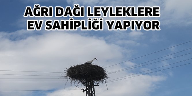 Ağrı dağı leyleklere ev sahipliği yapıyor