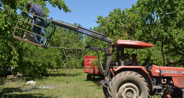 Cemal Hoşhaber yaptığı  kaysı toplama aracı ile kayısıları rahat topluyor