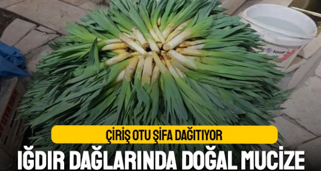 Çiriş Otu Şifa Dağıtıyor: Iğdır Dağlarında Doğal Mucize