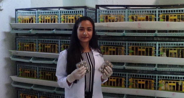 Hasta Olan Kızına Bıldırcın Yumurtası Bulamayınca Çiftlik Kurdu