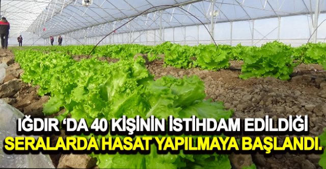 'IĞDIR ‘DA 40 KİŞİNİN İSTİHDAM EDİLDİĞİ SERALARDA HASAT YAPILMAYA BAŞLANDI.