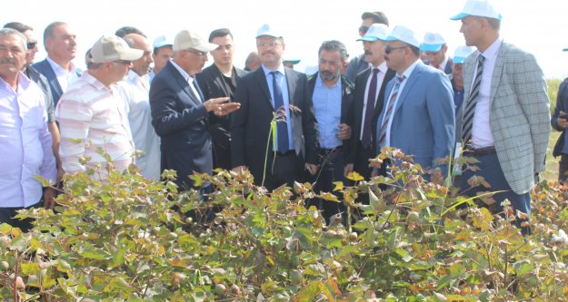 IĞDIR İLİNDE PAMUK HASADI MÜNASEBETİYLE 'TARLA GÜNÜ” YAPILDI