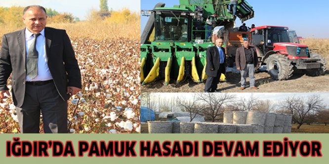 Iğdır'da pamuk hasadı devam ediyor