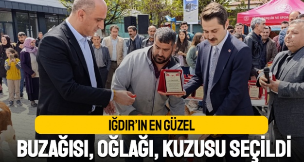 Iğdırın en güzel buzağısı, oğlağı, kuzusu seçildi