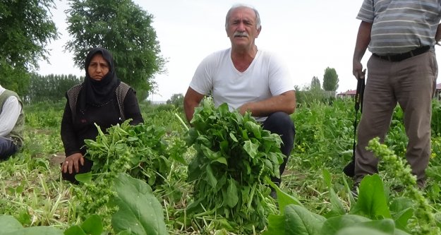 Ispanak ve soğan tarlada kaldı: çiftçi, ürünü maliyetine bile satamıyor