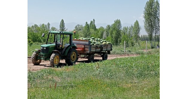 ÖRNEK ÇİFTÇİ  ALİCAN AKÇAN'IN  ORGANİK KARPUZLARI PİYASADA