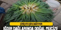 Çiriş Otu Şifa Dağıtıyor: Iğdır Dağlarında Doğal Mucize