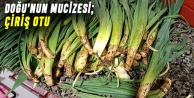 Doğu’nun mucizesi; Çiriş Otu