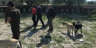 Başkan Akkuş, Hayvan Barınağını inceledi