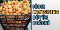 Iğdır Kayısısına Büyük Beğeni