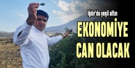 Iğdırda yeşil altın ekonomiye canlandıracak