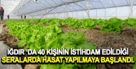 'IĞDIR ‘DA 40 KİŞİNİN İSTİHDAM EDİLDİĞİ SERALARDA HASAT YAPILMAYA BAŞLANDI.