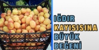 Iğdır Kayısısına Büyük Beğeni