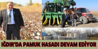 Iğdır'da pamuk hasadı devam ediyor