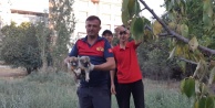 Yavru köpekleri itfayiye kurtardı