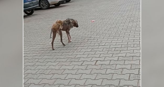 Tuzluca'da hasta ve başıboş köpek yürekleri sızlattı