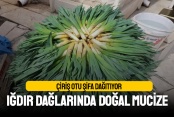 Çiriş Otu Şifa Dağıtıyor: Iğdır Dağlarında Doğal Mucize
