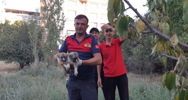 Yavru köpekleri itfayiye kurtardı