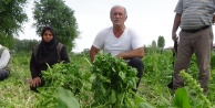 Ispanak ve soğan tarlada kaldı: çiftçi, ürünü maliyetine bile satamıyor